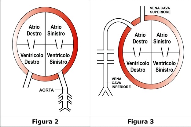 Il Cuore - Circuito fonamentale Aorta
